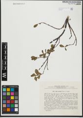 Foto von Salix saxatilis Turcz. ex Ledeb.